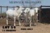 3 x WHITE BRAHMAN HEIFERS Vlekkie van der Merwe (Pay per animal to take the lot)
