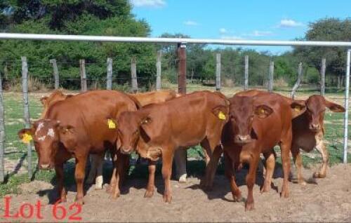 5 x BONSMARA HEIFERS Melcomb (Pay per animal to take the lot)