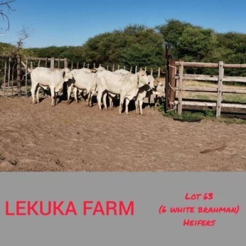 6 x WHITE BRAHMAN HEIFERS Lekuka (Pay per animal to take the lot)