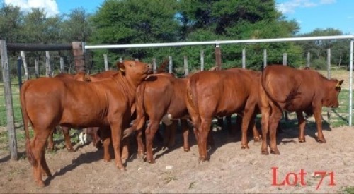 5 x BONSMARA HEIFERS Melcomb (Pay per animal to take the lot)
