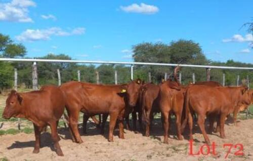 5 x BONSMARA CROSS HEIFERS Melcomb (Pay per animal to take the lot)