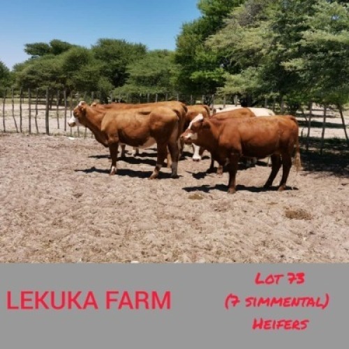 7 x SIMMENTALER HEIFERS Lekuka (Pay per animal to take the lot)