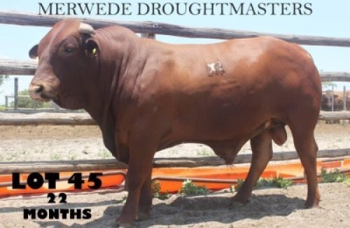 1 x DROUGH MASTER BULL Vlekkie van der Merwe