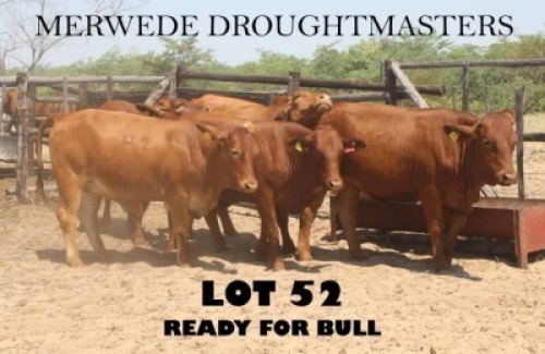 5 x DROUGH MASTER HEIFERS Vlekkie van der Merwe (Pay per animal to take the lot)