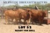 5 x DROUGH MASTER HEIFERS Vlekkie van der Merwe (Pay per animal to take the lot)
