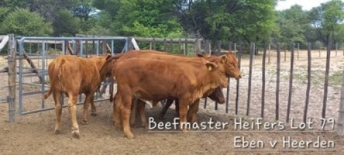 WITHDRAW - 5 x BEEF MASTER HEIFERS Eben van Heerden