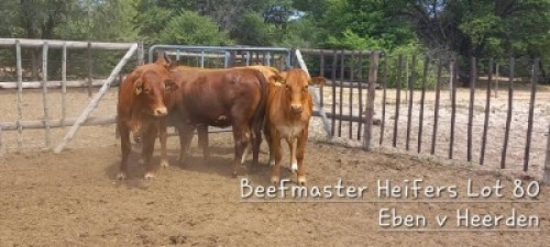 WITHDRAW - 5 x BEEF MASTER HEIFERS Eben van Heerden