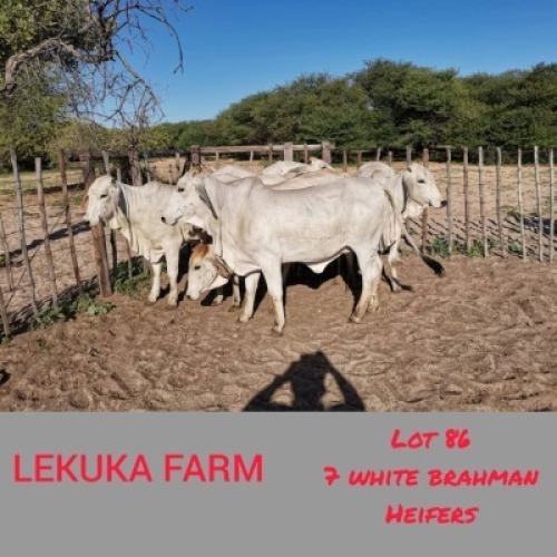 7 x WHITE BRAHMAN HEIFERS Lekuka (Pay per animal to take the lot)