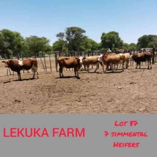 7 x SIMMENTALER HEIFERS Lekuka (Pay per animal to take the lot)