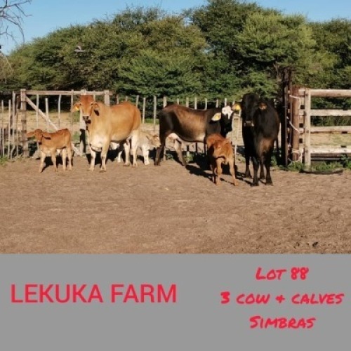 3 3 SIMBRA COW + Calf Lekuka (Pay per animal to take the lot)