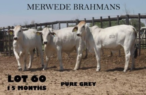 3 x WHITE BRAHMAN HEIFERS Vlekkie van der Merwe (Pay per animal to take the lot)