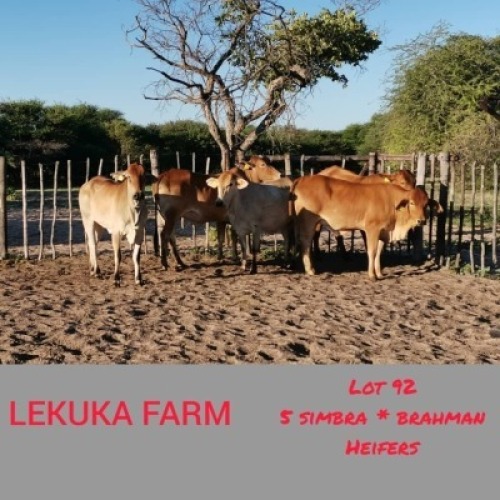 5 x SIMBRA HEIFERS Lekuka (Pay per animal to take the lot)