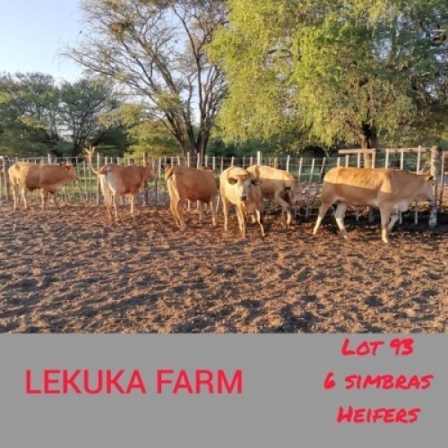 6 x SIMBRA HEIFERS Lekuka (Pay per animal to take the lot)