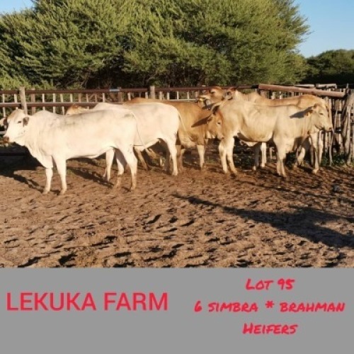 6 x SIMBRA HEIFERS Lekuka (Pay per animal to take the lot)