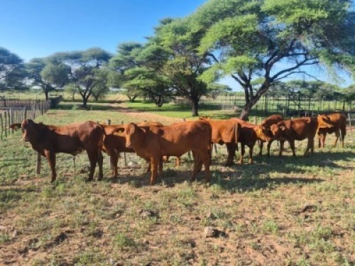 10 x BONSMARA Cross HEIFERS Herman Lewis (Pay per animal to take the lot)