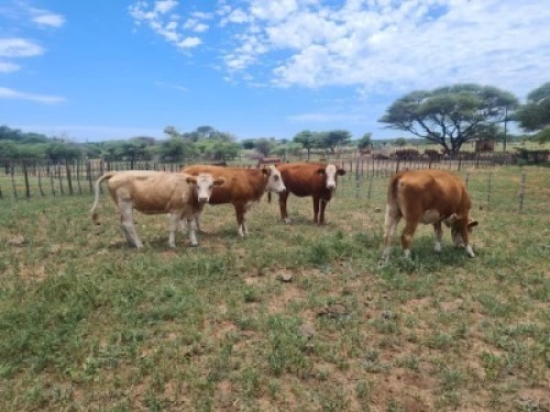 4 x COMMERCIAL HEIFERS Herman Lewis (Pay per animal to take the lot)