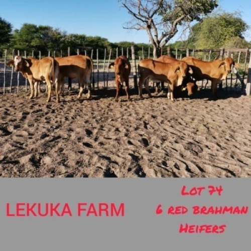 6 x RED BRAHMAN HEIFERS Lekuka (Pay per animal to take the lot)