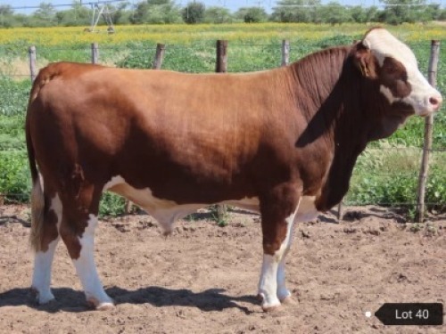 1 x SIMMENTALER BULL Result Oriented