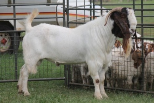 1X BOER GOAT BUCK IMOYA