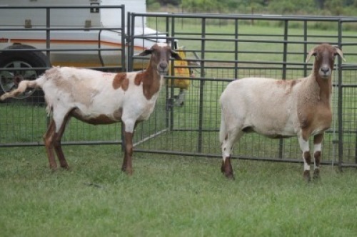 2X MEATMASTER EWE IMOYA