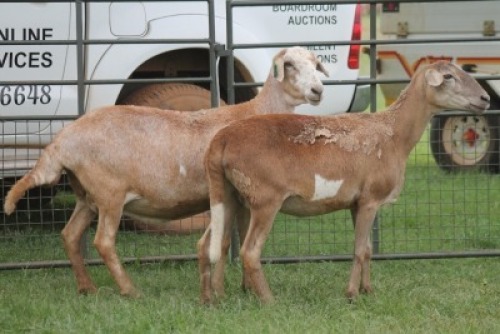 2X MEATMASTER EWE IMOYA