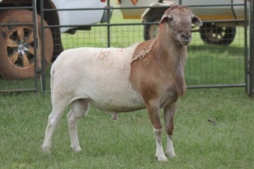 1X MEATMASTER RAM IMOYA
