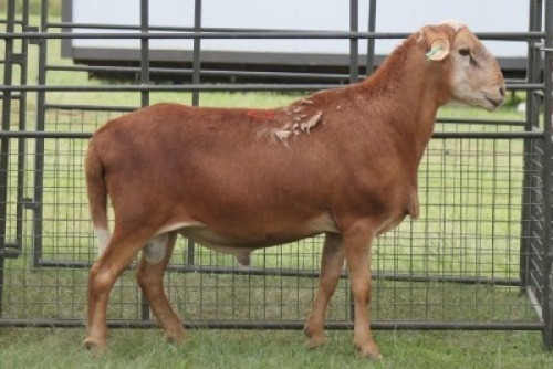 1X MEATMASTER RAM IMOYA