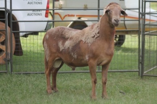 1X MEATMASTER RAM IMOYA