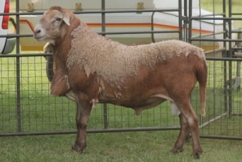 1X MEATMASTER RAM IMOYA