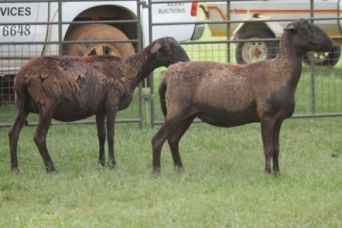 2X MEATMASTER EWE IMOYA