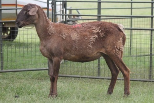 1X MEATMASTER EWE IMOYA
