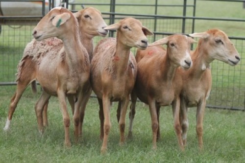 5X MEATMASTER EWE IMOYA