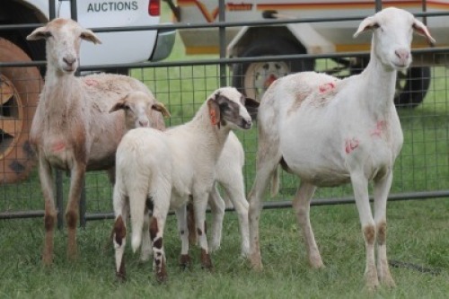 2X MEATMASTER EWE IMOYA