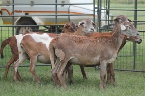 5X MEATMASTER EWE IMOYA