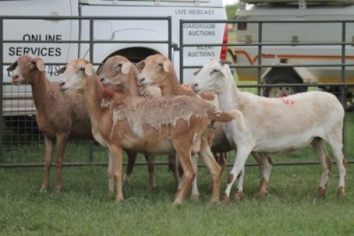 5X MEATMASTER EWE IMOYA