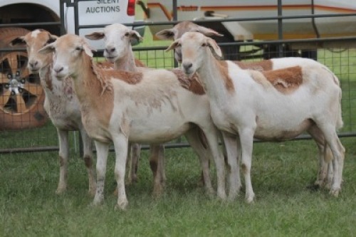 5X MEATMASTER EWE IMOYA