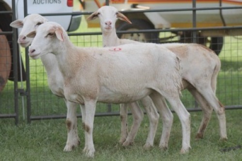 3X MEATMASTER EWE IMOYA