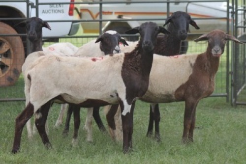 5X MEATMASTER EWE IMOYA