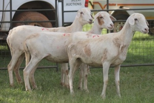 3X MEATMASTER EWE IMOYA