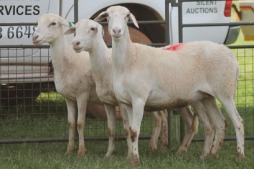 3X MEATMASTER EWE IMOYA