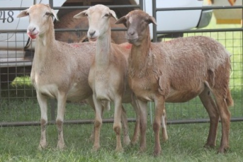 3X MEATMASTER EWE IMOYA