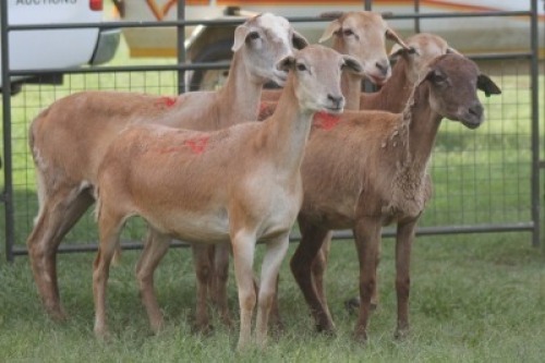 5X MEATMASTER EWE IMOYA