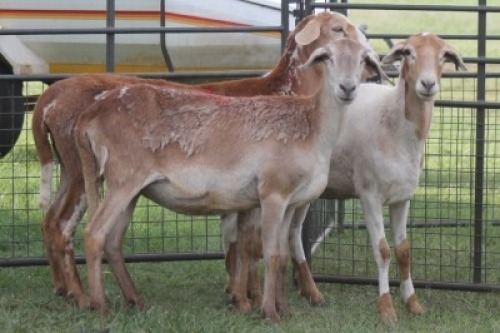 3X MEATMASTER EWE IMOYA
