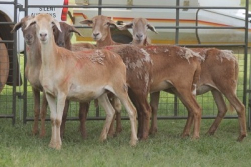 5X MEATMASTER EWE IMOYA