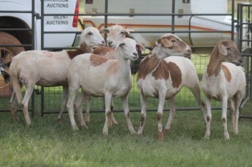 5X MEATMASTER EWE IMOYA
