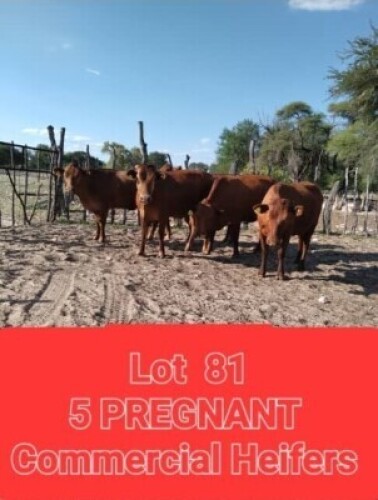5 x BONSMARA HEIFERS Joop Lewis (Pay per animal to take the lot)