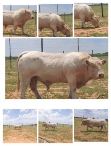 1 x CHAROLAIS BULL Moses