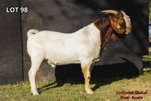 1 x BOER GOAT BUCK J.W. Kotze