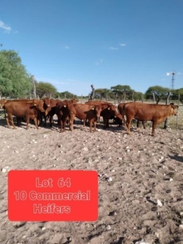 10 x BONSMARA HEIFERS Joop Lewis (Pay per animal to take the lot)