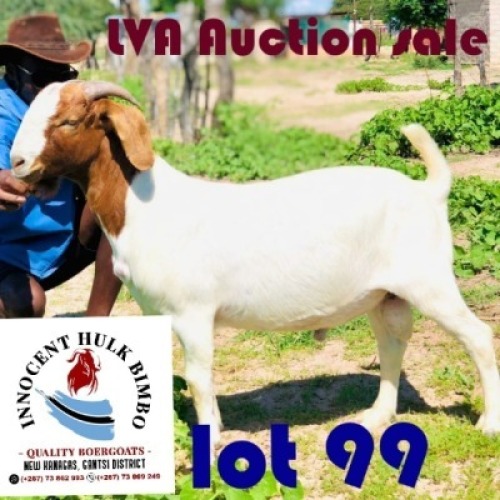 1 x BOER GOAT BUCK Adam Bimbo